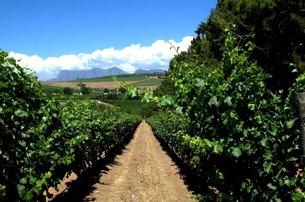 Clos Malverne Wine Estate Stellenbosch Exterior foto